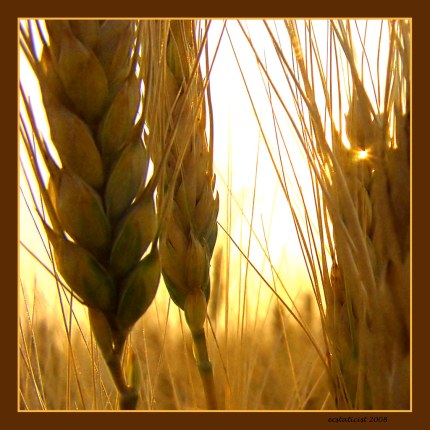 wheat and sun
